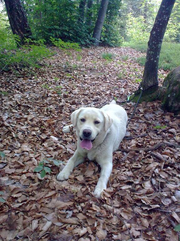 La Casa della Coccinella