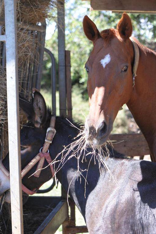 Agriturismo Sol De Montalto