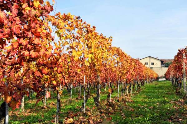 Amalia Cascina in Langa