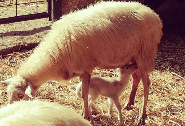 Agriturismo Torrevecchia