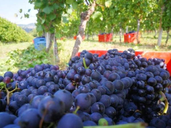 Tenuta MonteOliveto intera struttura in esclusiva