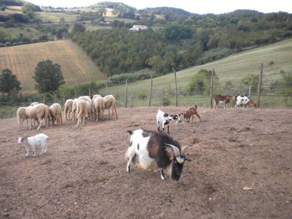 Agriturismo Le Vergare