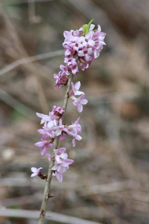 Albergo Diffuso Faller