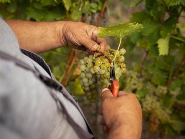 Tenuta Miranda