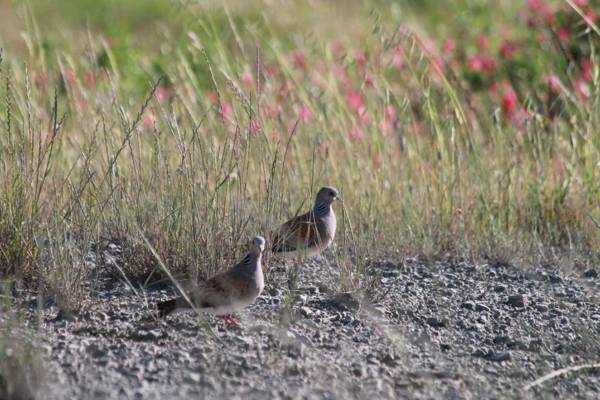 Agriturismo Cantagalli