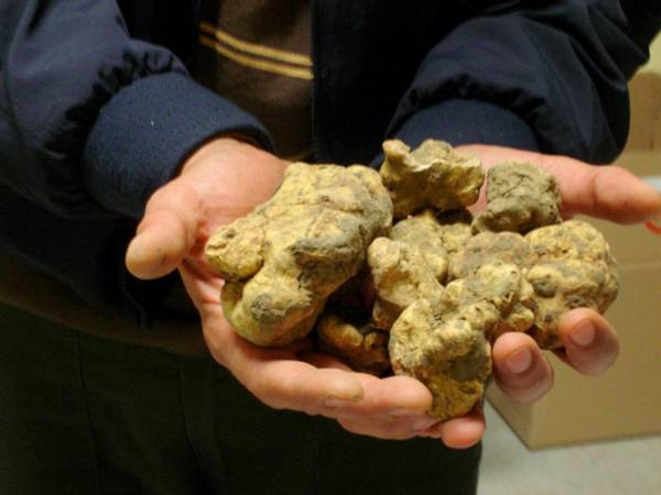 Apartments Casa nel Verde