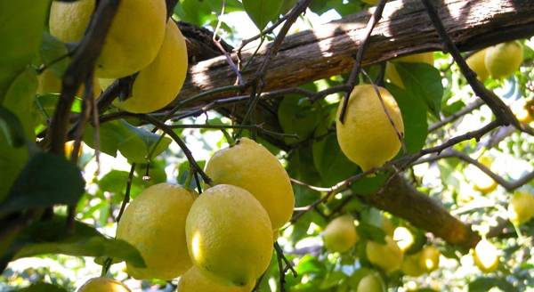 La Ciucciara Holiday Homes