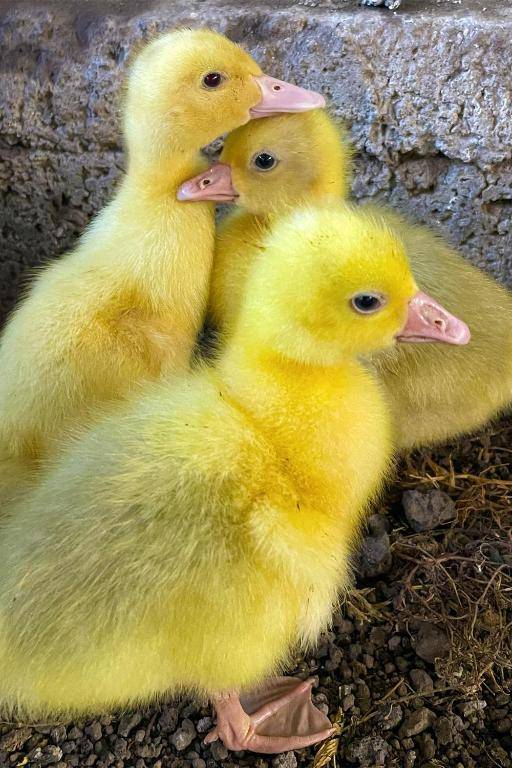 B&B Dimora di Campagna "alle falde del Vesuvio"