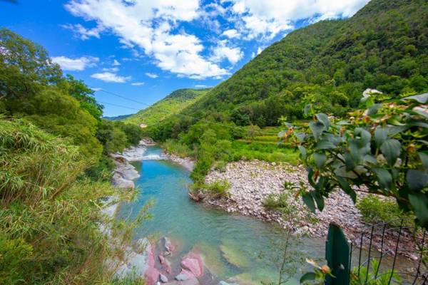 Glicine among vineyard