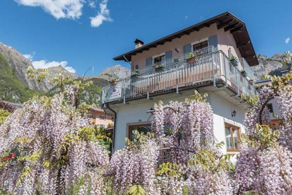 Ciclamino Standard Vittoria