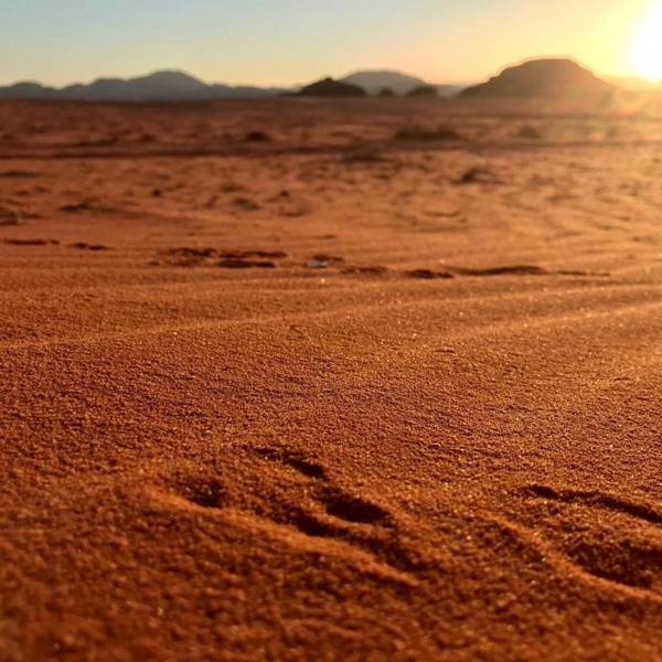 Wadi Rum Oryx Land