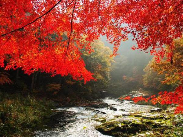 Yasashisanoyado Chikutei