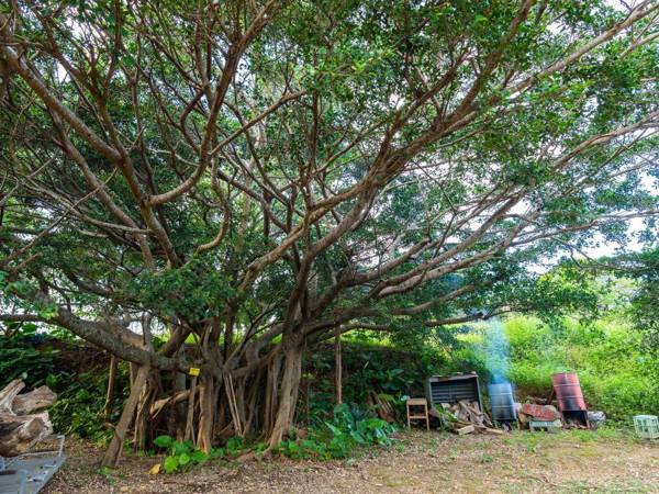 Nakijinkomininkanoyado tubameya