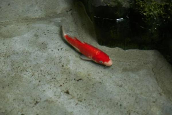 梅湯の宿 by 宿ルKYOTO HANARE