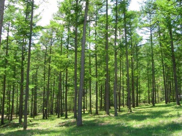 Azumino Hotaka View Hotel