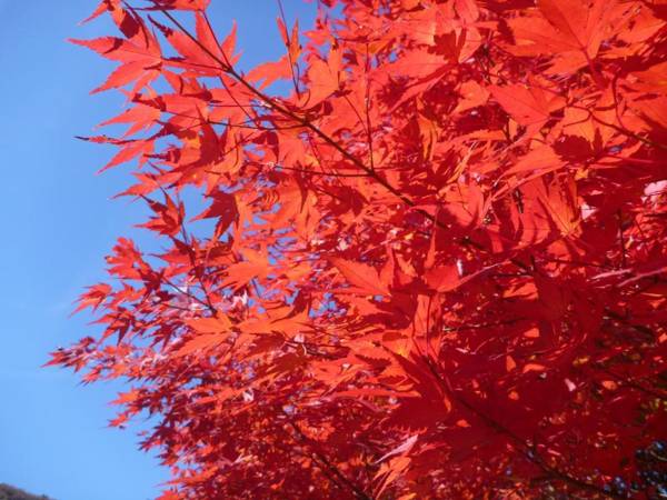 Shima Onsen Kashiwaya Ryokan