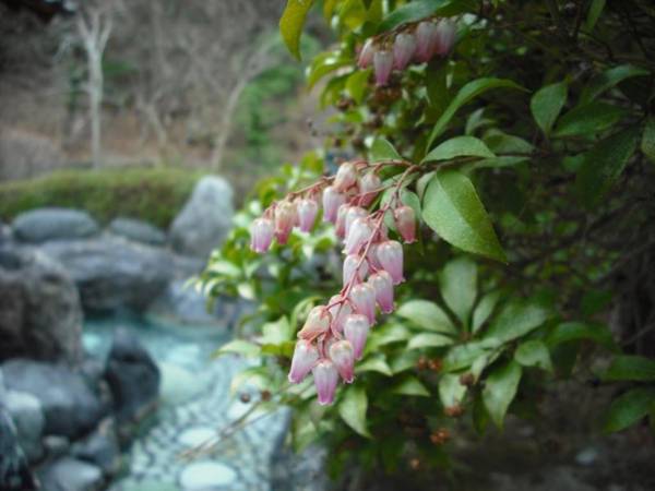 Shima Tamura Ryokan