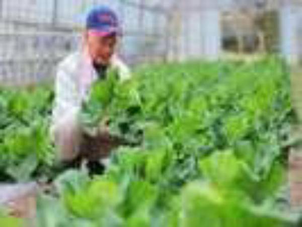 Kurokawa Onsen Nonohana