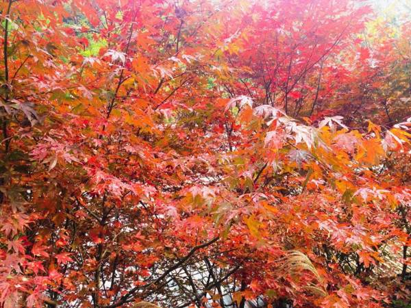 Guest House Eleven Village Fukiya