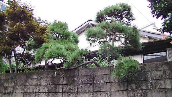 Minshuku Chatamago