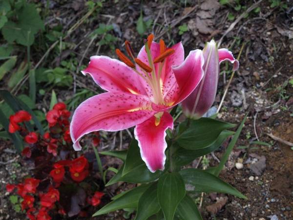 Hotel Silk Inn Madarao