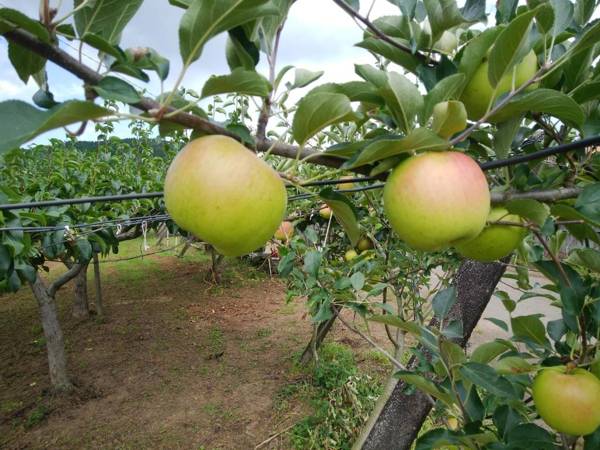 Ukiha Kojio no Akari