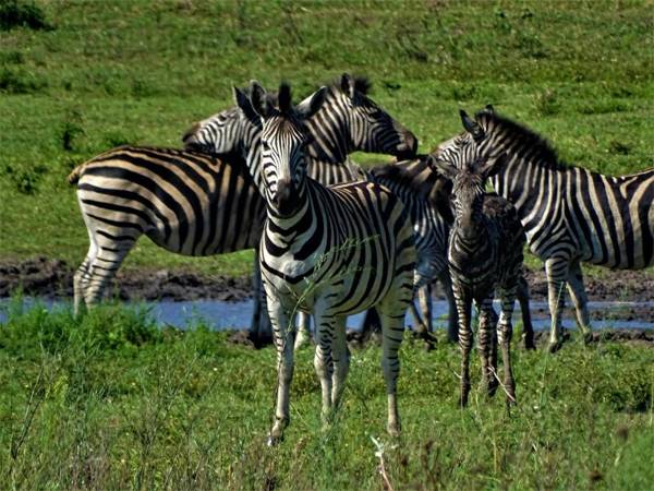 Oseki Maasai Mara Camp