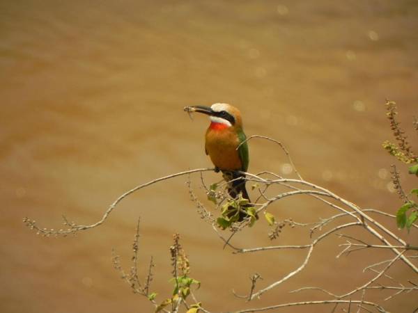 Emboo River Camp