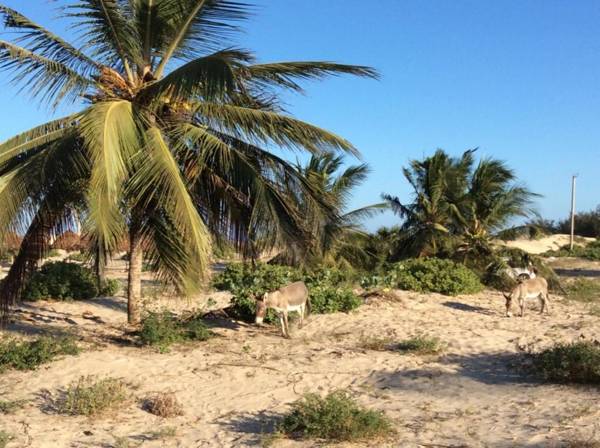 Mambrui Golden Beach Bar and Cottages