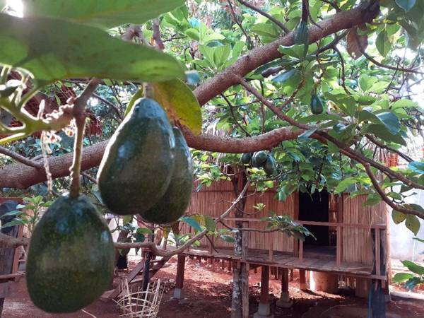 Tribal Village Homestay