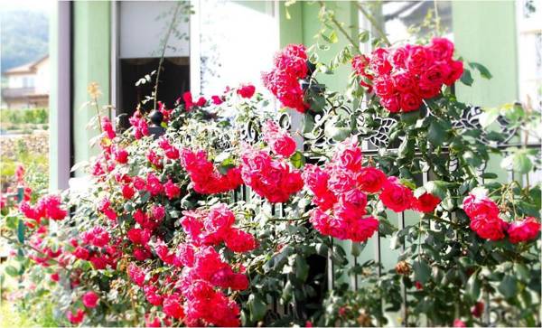 namhe everose pension