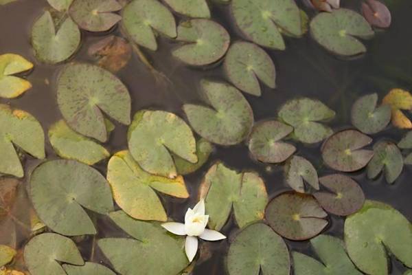 Seogwipo Hotel Changgo Pension