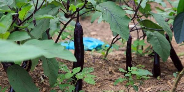 Gyeongju Woori Nuri Pension