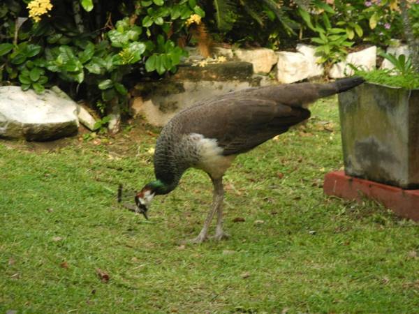 Top of the Hill Guesthouse