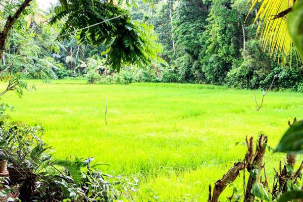 Nature Nest Home Stay