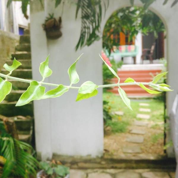 Aluthgedara Guest House