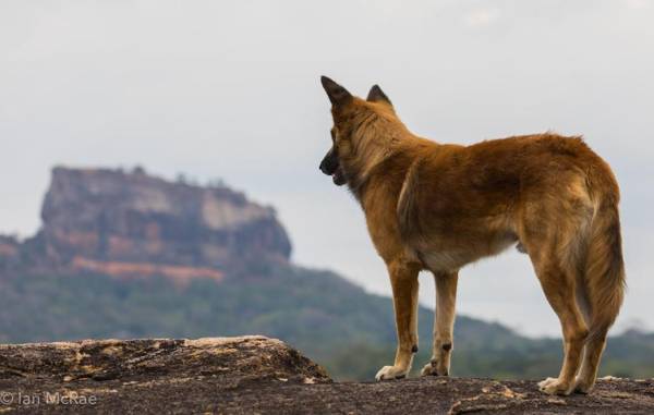 Sigiri Choona Lodge 'unique sunrise viewpoint'