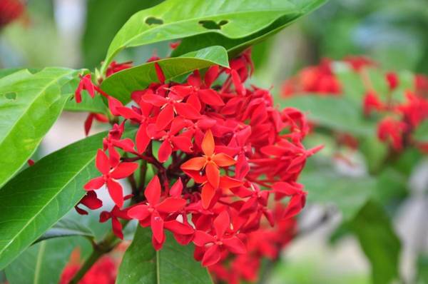 Sigiriya Amenity Home Stay