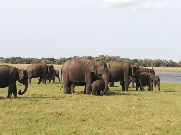 Sigiri Corridor Home Stay