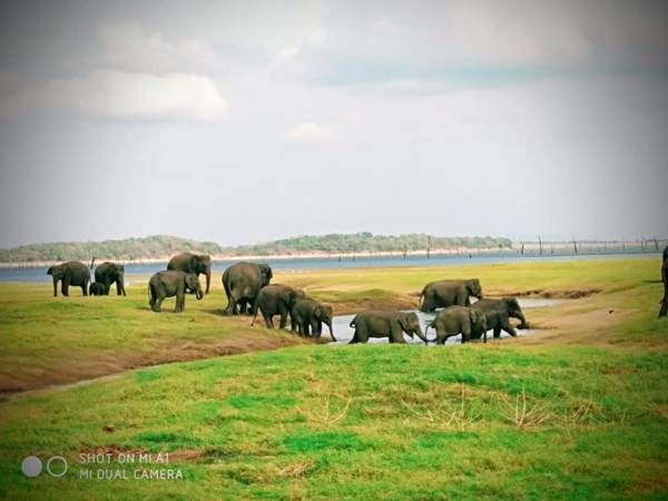 Elephant Lake Flower