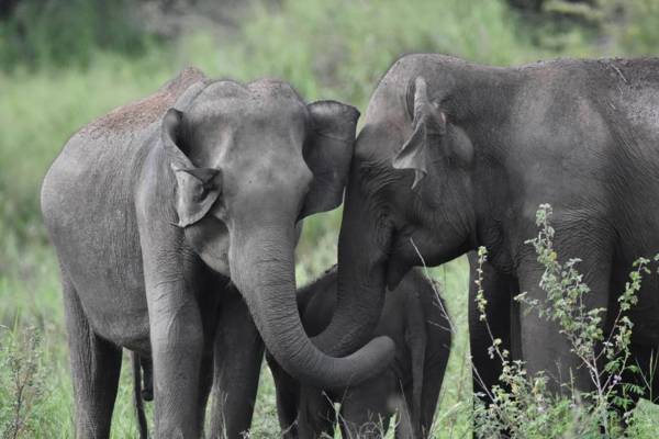 Explorer by Eco Team - Maduru Oya National Park