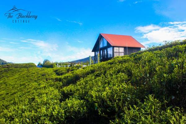 The Blackberry Cottage