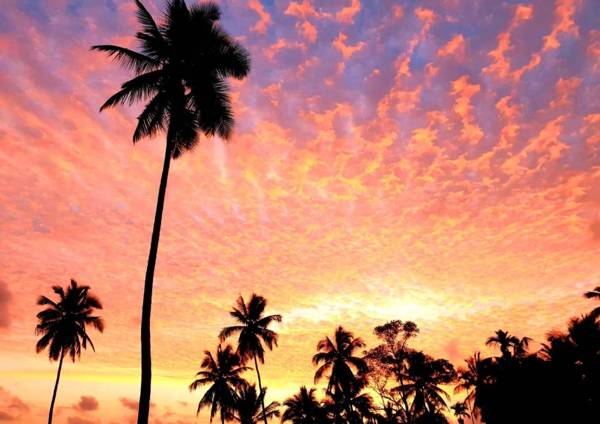 The Flame Tree Estate & Hotel