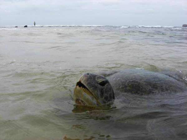 YKD Tourist Rest Hikkaduwa