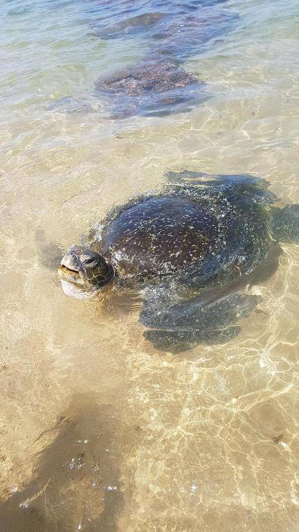 Guesthouse Kind and Love