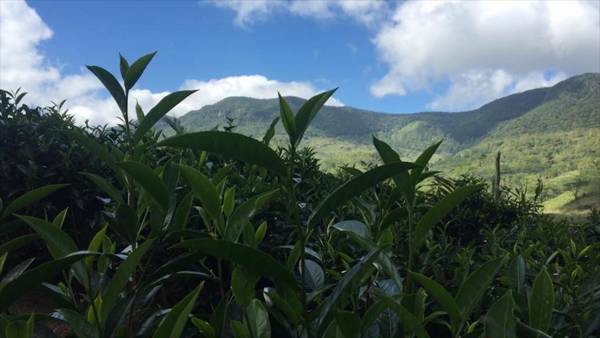 Wild Glamping Knuckles