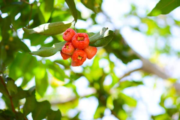 Palm Garden Guest House