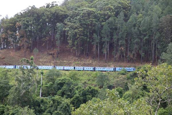 Green Lushy Home Stay