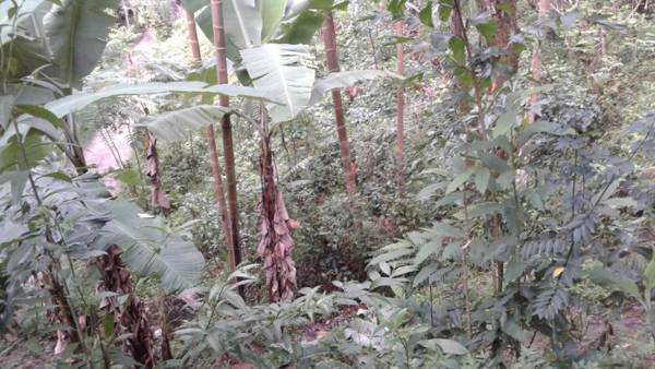 Sun View Resort Kithalella