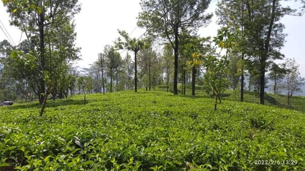 Nine Arch Heritage Ella